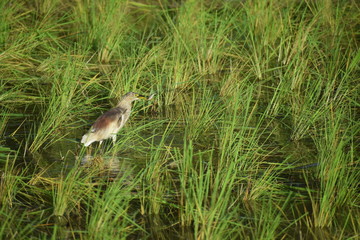 bird on the grass