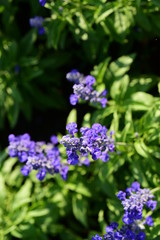 Beautiful flowers in the garden Blooming in the summer.Landscaped Formal Garden	