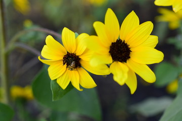 Beautiful flowers in the garden Blooming in the summer.Landscaped Formal Garden	