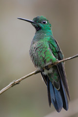 Green-crowned Brilliant (Heliodoxa jacula) male on branch, Alambi Cloudforest, Ecuador