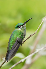 Green-crowned Brilliant (Heliodoxa jacula) female on branch, Alambi Cloudforest, Ecuador