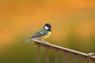 Eine Kohlmeise sitzt im Herbst auf einem Metallgitter auf dem Dach vor buntem Hintergrund, Parus...