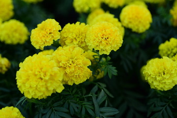 Beautiful flowers in the garden Blooming in the summer.Landscaped Formal Garden	