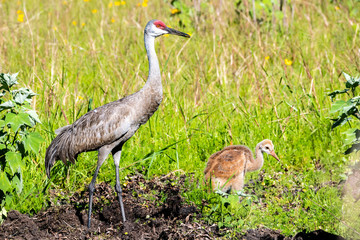 Sandhill Crane with Colt