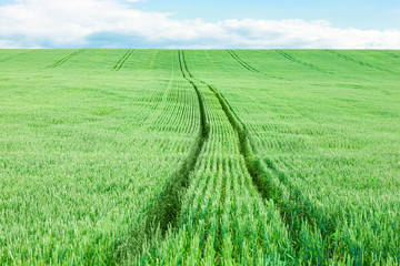 Field of green wheat and blue sky
