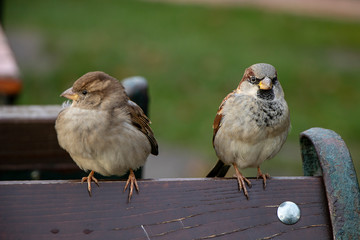 Insel Rügen in der Ostsee