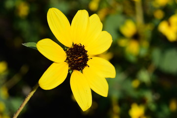 Beautiful flowers in the garden Blooming in the summer.Landscaped Formal Garden	
