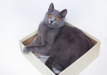 Gray cat sitting in a cardboard box. White background. Isolate.