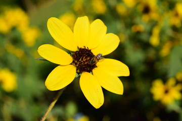 Beautiful flowers in the garden Blooming in the summer.Landscaped Formal Garden	