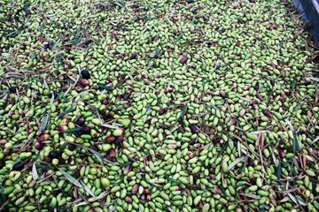 Harvested olives in olive oil mill in Greece.