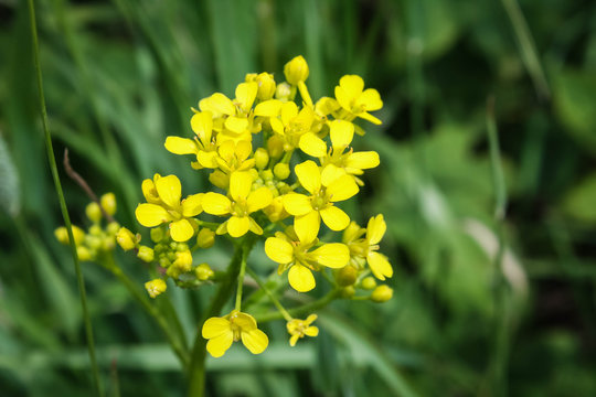 Yellow wildflowers called Flower of Saint Joan, Galium verum