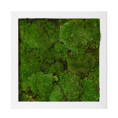 organic moss flower frame for decoration