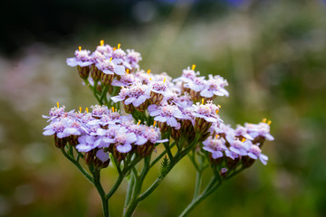 Obraz premium Milfoil inflorescence macro. Bright yarrow flower in the meadow on a blurry green background.