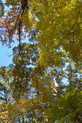 Fototapeta premium tree