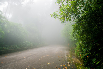 Fog on the road. Tijuca National Park, Rio de Janeiro, Brazil.