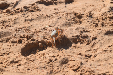 Crab Dahab