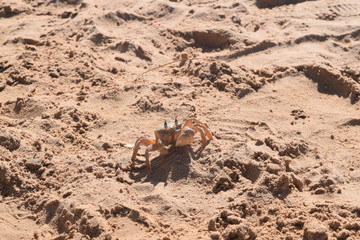 Crab Dahab
