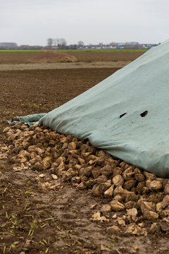 Zuckerrueben unter einer Plane auf einem Feld. Nach der Ernte warten sie auf den Abtransport.