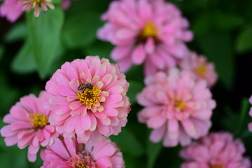 Obraz premium Beautiful flowers in the garden Blooming in the summer.Landscaped Formal Garden 