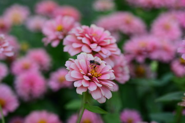 Obraz premium Beautiful flowers in the garden Blooming in the summer.Landscaped Formal Garden 