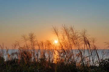Fototapeta na wymiar Sunset on the beach through the plants