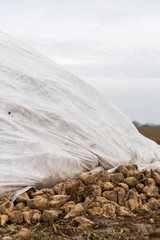 Zuckerrueben unter einer Plane auf einem Feld. Nach der Ernte warten sie auf den Abtransport.