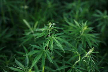 Background young shoots of marijuana in the rays of the setting sun. Growing organic hemp on the...