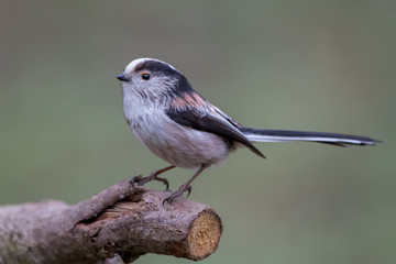 Long Tailed Tit Perched on Branch