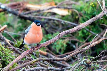 European Bullfinch/Pyrrhula Pyrrhulla sitting on a branch in a pine tree with green and blurry...