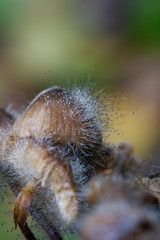 brown mushroom in the forest