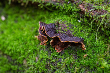 brown mushroom in the forest