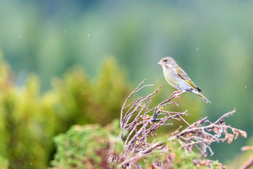 Green finch/genus chloris sitting on a branch outdoor in the forest during spring season. Green blurry background. Birds and animal photography concept.