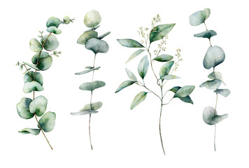 Watercolor eucalyptus branches set. Hand painted eucalyptus thick branch and leaves isolated on white background. Floral illustration for design, print, fabric or background. Botanical set. © yuliya_derbisheva