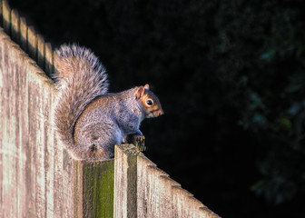 Grey squirrel sitting on a fence with his tail up and the sunshine on him and the fence.