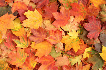 Naklejka na ściany i meble Autumn background - colorful maple leaves