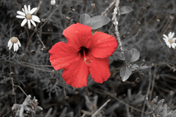 Red flower in black and white
