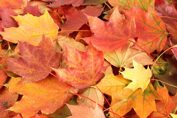 Naklejka na ściany i meble Autumn background - colorful maple leaves