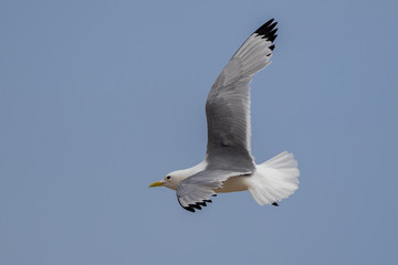 Kittiwake Flying