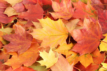 Autumn background - colorful maple leaves