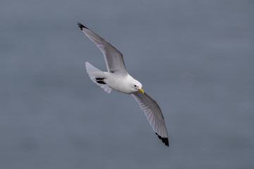 Kittiwake Flying