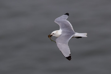 Kittiwake Flying