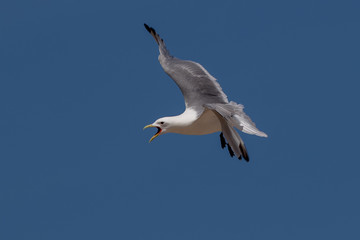 Kittiwake Flying