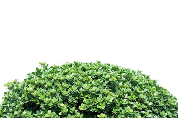Obraz premium Tropical tree leaves with branches and sun light on white isolated background for green foliage backdrop