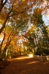Naklejka premium 高尾山の紅葉