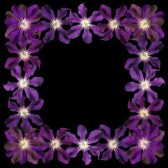 Beautiful floral pattern of purple clematis. Isolated