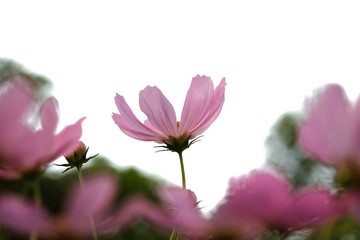 Obraz na płótnie Canvas Close up a sweet pink flower blossom in a garden on white sky background