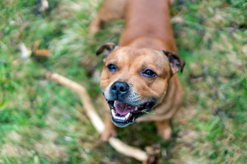 Active and happy Staffordshire bull terrier are running/fetching stick outdoors in nature. Pet photography, dogs, animal and activation concept.