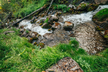 Scenic landscape to wild beautiful flora on small river in woods on mountainside. Mossy fallen tree trunks and boulders with mosses in clear spring water. Forest scenery to cascades in mountain creek.