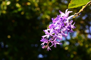 Beautiful flowers in the garden Blooming in the summer.Landscaped Formal Garden	