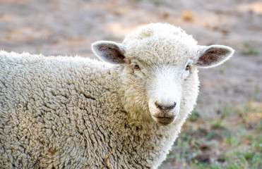 Closeup of Head of Sheep
